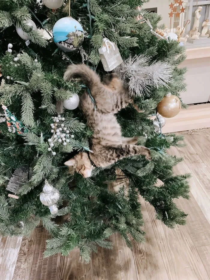 Well, This Is Awkward: 40 Funny Photos of Animals Stuck in the Most Ridiculous Places 65 The Reason Cats Jump On Christmas Trees Is That Cats Want To Become Christmas Tree Ornaments