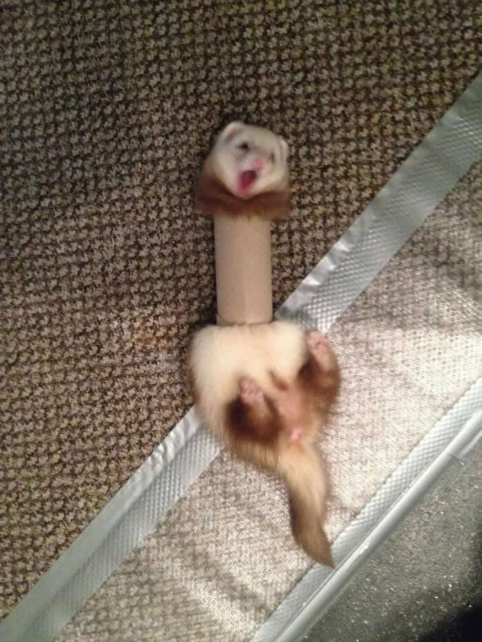 Well, This Is Awkward: 40 Funny Photos of Animals Stuck in the Most Ridiculous Places 66 She Never Thought The Toilet Paper Roll Would Fight Back