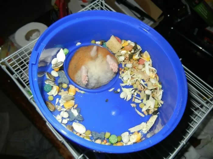 Well, This Is Awkward: 40 Funny Photos of Animals Stuck in the Most Ridiculous Places 67 My Hamster Got Stuck Again