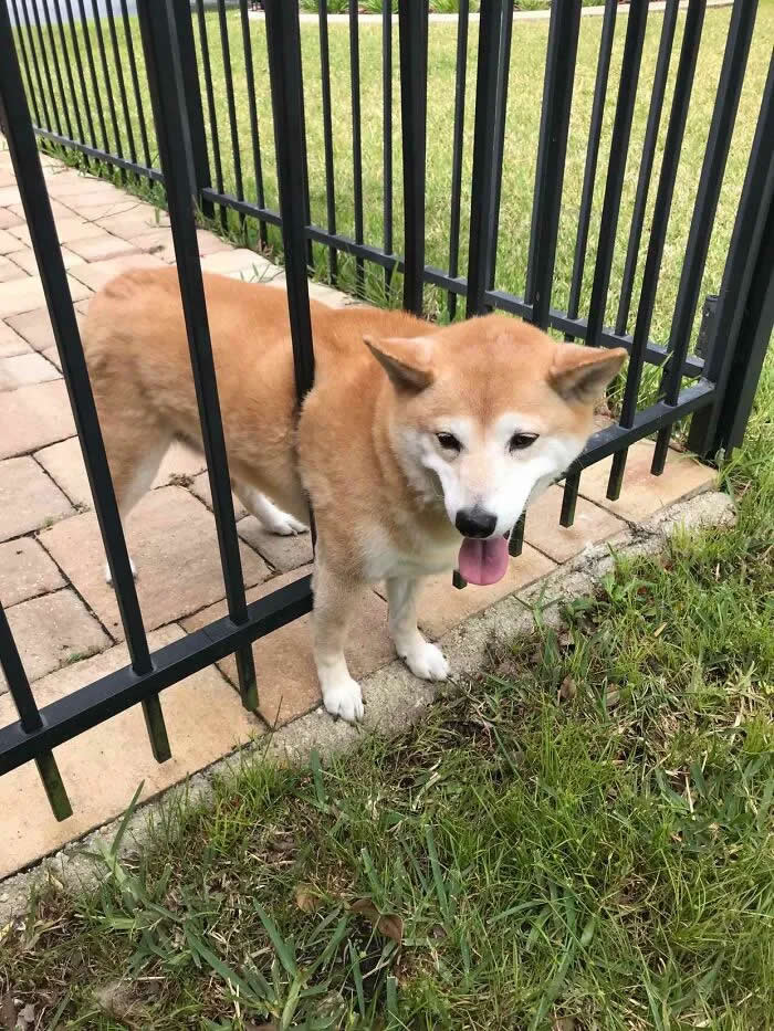 Well, This Is Awkward: 40 Funny Photos of Animals Stuck in the Most Ridiculous Places 68 Wife Frantically Called To Tell Me Our Dog Got Stuck In The Fence And Couldn’t Breathe. Came Home To This