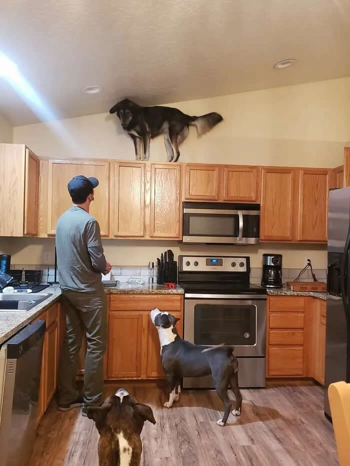 Well, This Is Awkward: 40 Funny Photos of Animals Stuck in the Most Ridiculous Places 69 Is This What People Mean When They Say Their Dog Is Broken? Asking For A Friend
