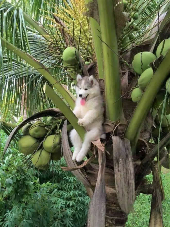 Well, This Is Awkward: 40 Funny Photos of Animals Stuck in the Most Ridiculous Places 70 A Weird Monkey