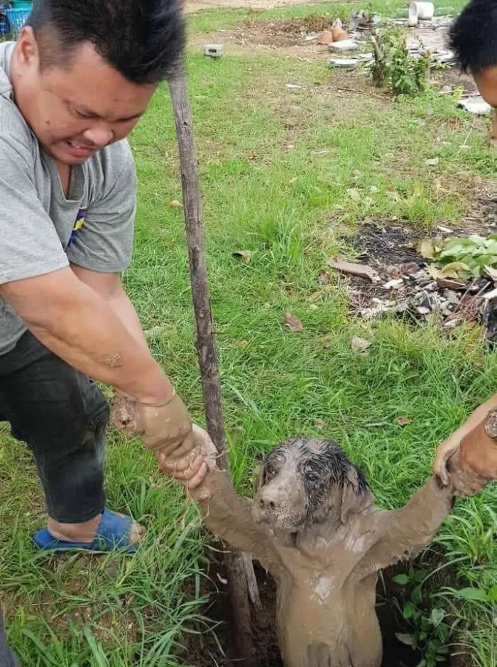 Well, This Is Awkward: 40 Funny Photos of Animals Stuck in the Most Ridiculous Places 71 "There Might Have Been Some Miscalculations In My Plan" -Dog