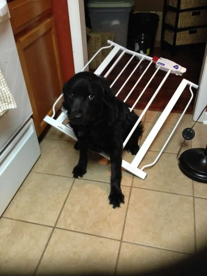 Well, This Is Awkward: 40 Funny Photos of Animals Stuck in the Most Ridiculous Places 72 Thought He Could Go Through The Cat Door