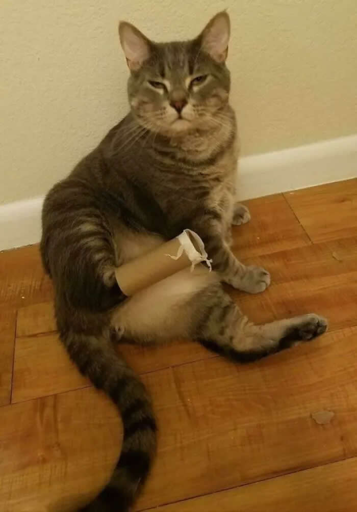 Well, This Is Awkward: 40 Funny Photos of Animals Stuck in the Most Ridiculous Places 73 UPS