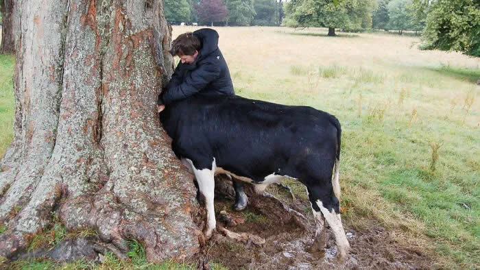 Well, This Is Awkward: 40 Funny Photos of Animals Stuck in the Most Ridiculous Places 74 Cow Got Stuck In A Tree