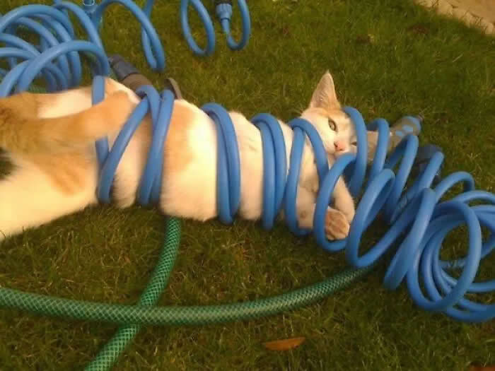 Well, This Is Awkward: 40 Funny Photos of Animals Stuck in the Most Ridiculous Places 75 Move Along, Nothing To See Here