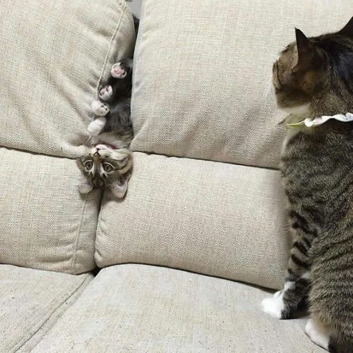 Well, This Is Awkward: 40 Funny Photos of Animals Stuck in the Most Ridiculous Places 76 Kitten Is Stuck