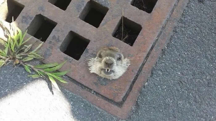 Well, This Is Awkward: 40 Funny Photos of Animals Stuck in the Most Ridiculous Places 78 How Much Wood Could A Woodchuck Chuck If The Woodchuck Wasn't Stuck In A Storm Drain?