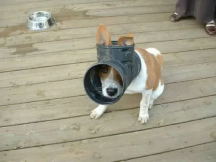Well, This Is Awkward: 40 Funny Photos of Animals Stuck in the Most Ridiculous Places 79 Amateur Plumber