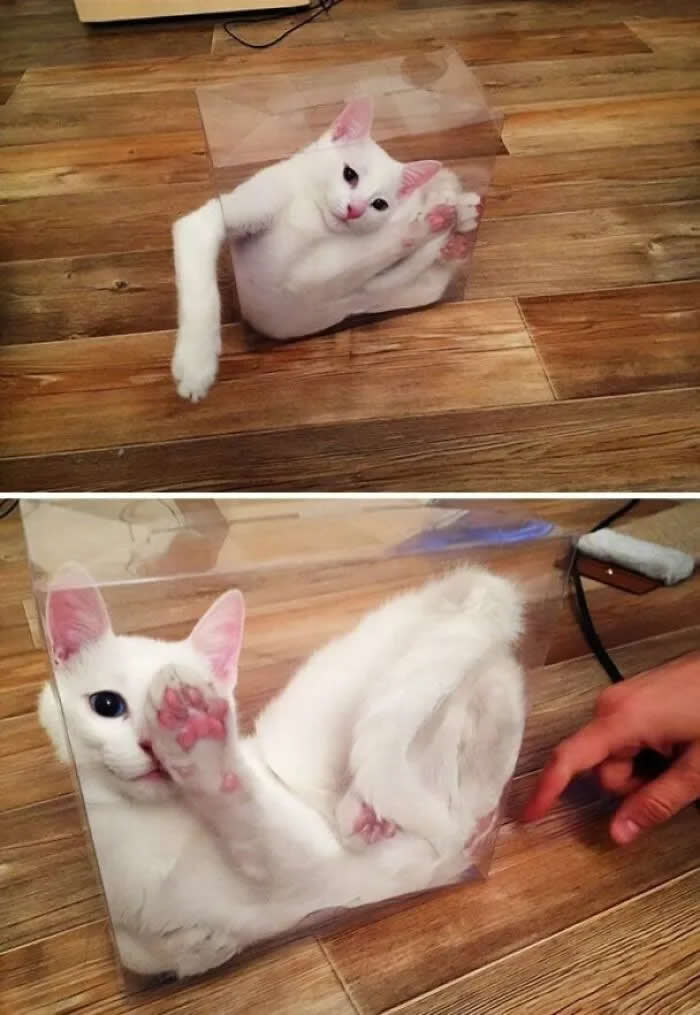 Well, This Is Awkward: 40 Funny Photos of Animals Stuck in the Most Ridiculous Places 80 Clear Box Shows Schrodingers Cat Is Definitely Alive And Confused
