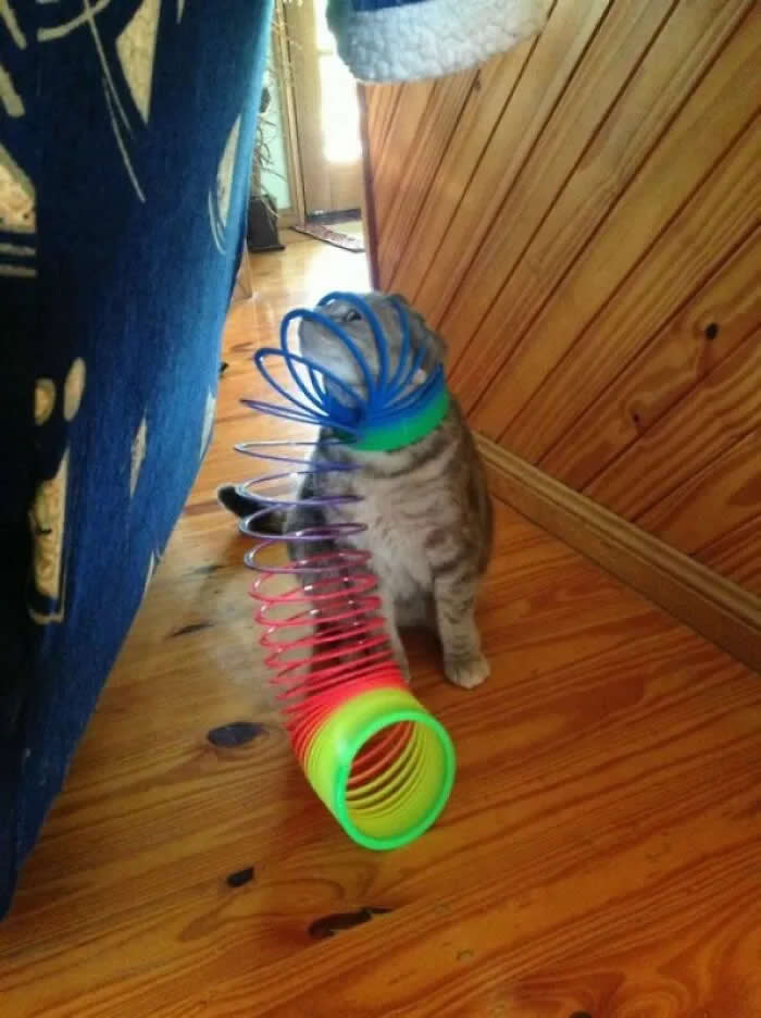 Well, This Is Awkward: 40 Funny Photos of Animals Stuck in the Most Ridiculous Places 81 Slinky