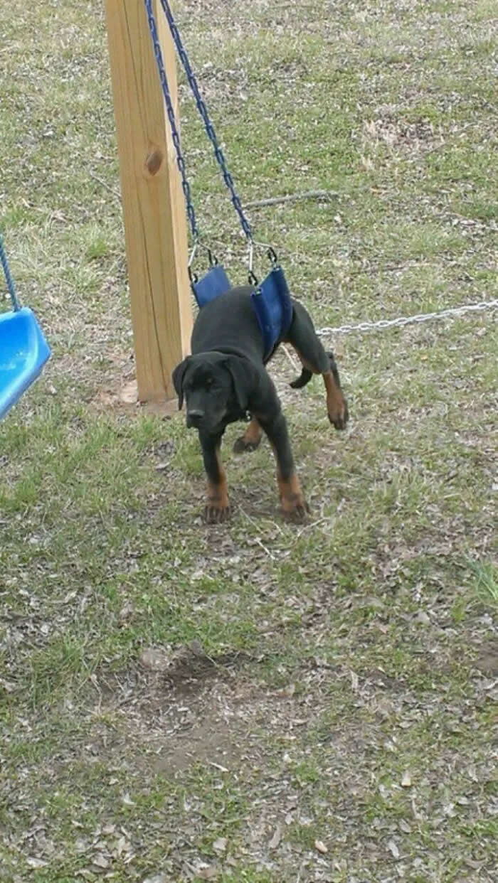Well, This Is Awkward: 40 Funny Photos of Animals Stuck in the Most Ridiculous Places 82 Caught In A Swing