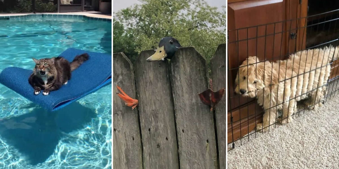 Well, This Is Awkward: 40 Funny Photos of Animals Stuck in the Most Ridiculous Places 41 Funny Photos of Animals Stuck in the Most Ridiculous Places