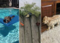 Funny Photos of Animals Stuck in the Most Ridiculous Places
