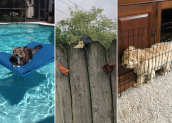Funny Photos of Animals Stuck in the Most Ridiculous Places