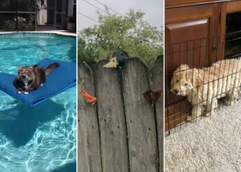 Funny Photos of Animals Stuck in the Most Ridiculous Places