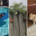 Funny Photos of Animals Stuck in the Most Ridiculous Places