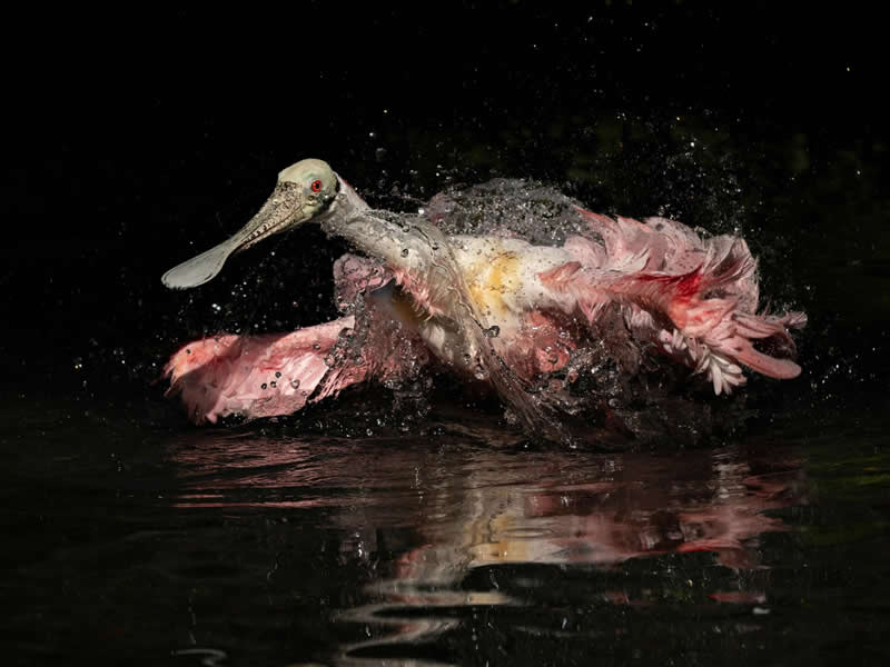 Grand Prize: Jacqueline Burke - Audubon Photography Awards 2026 Winners