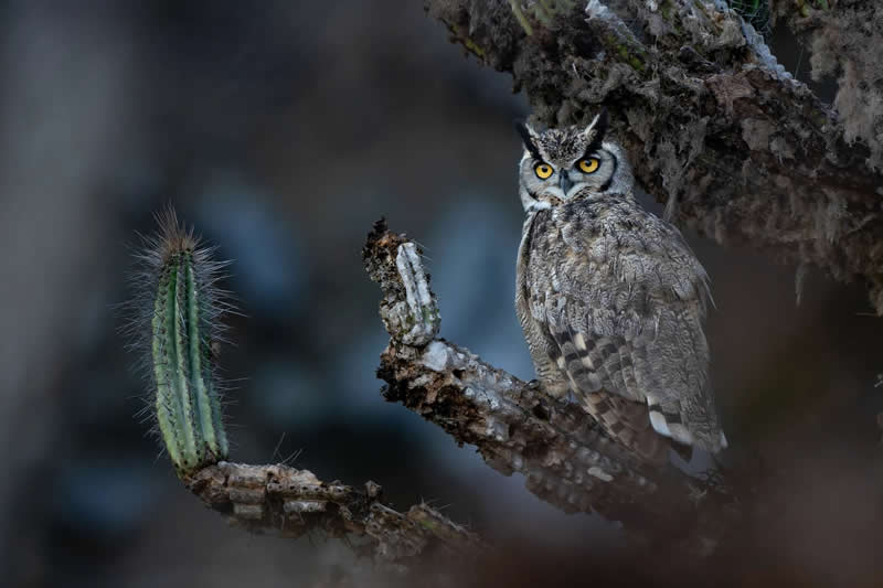 Grand Prize: Francisco Castro Escobar - Audubon Photography Awards 2026 Winners