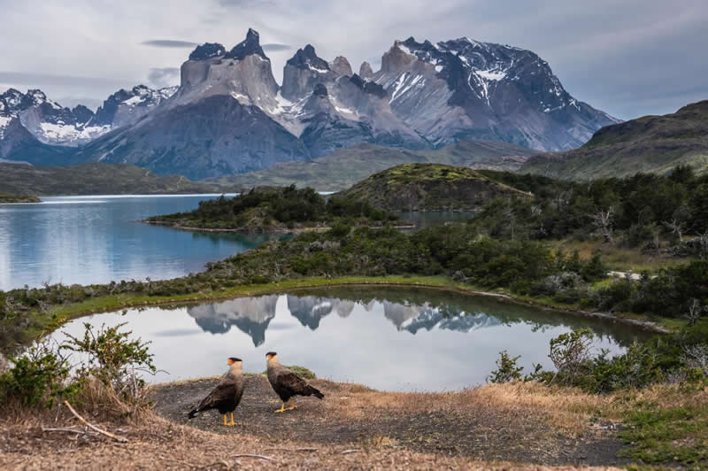 Birds in Landscapes, Chile: Timothy Dhalleine - Audubon Photography Awards 2026 Winners