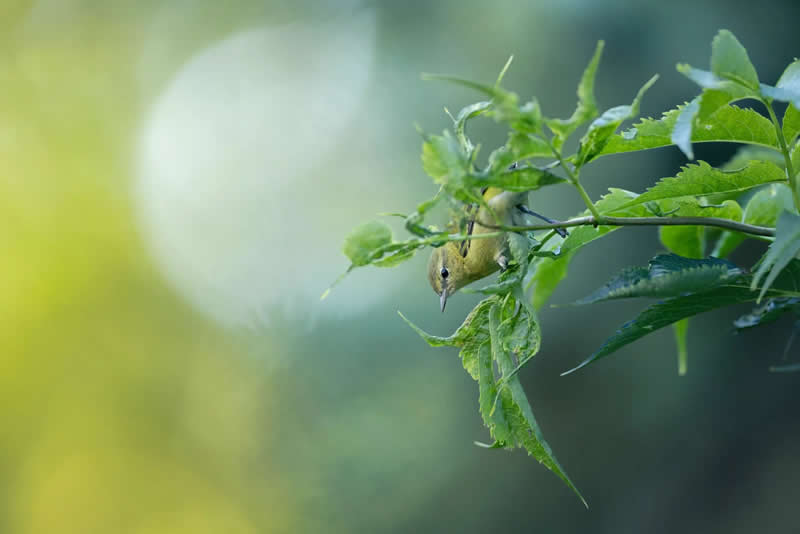Birds Without Borders: Nick Parayko  - Audubon Photography Awards 2026 Winners