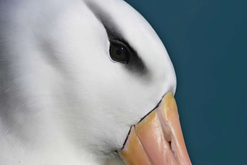 Birds Without Borders: Rodrigo Gonz&aacute;lez Pairoa - Audubon Photography Awards 2026 Winners