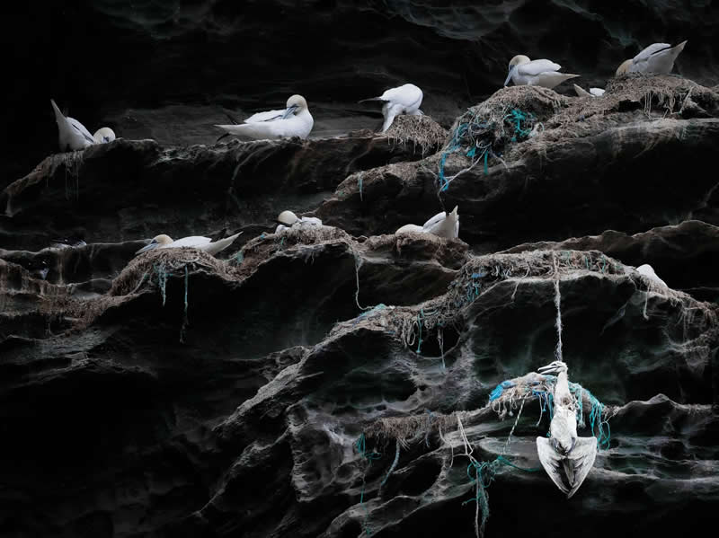 Conservation: Josh Galicki - Audubon Photography Awards 2026 Winners