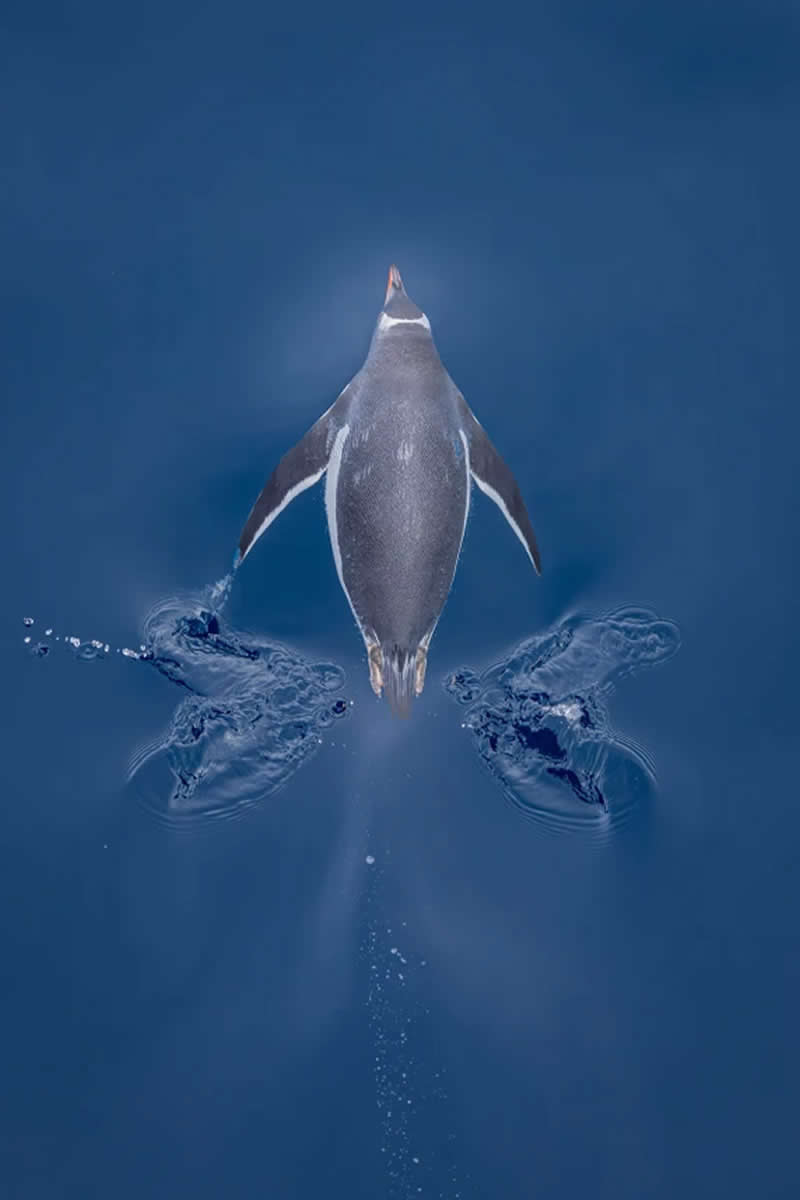 Coastal Birds, Chile: Gonzalo Bertolotto Quintana - Audubon Photography Awards 2026 Winners