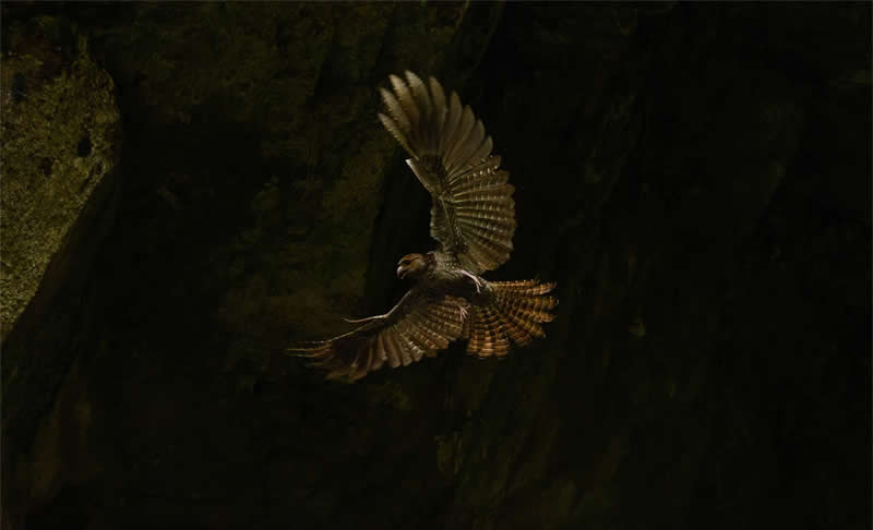 Birds in Landscapes, Colombia: Faber Mosquera &Aacute;lvarez - Audubon Photography Awards 2026 Winners