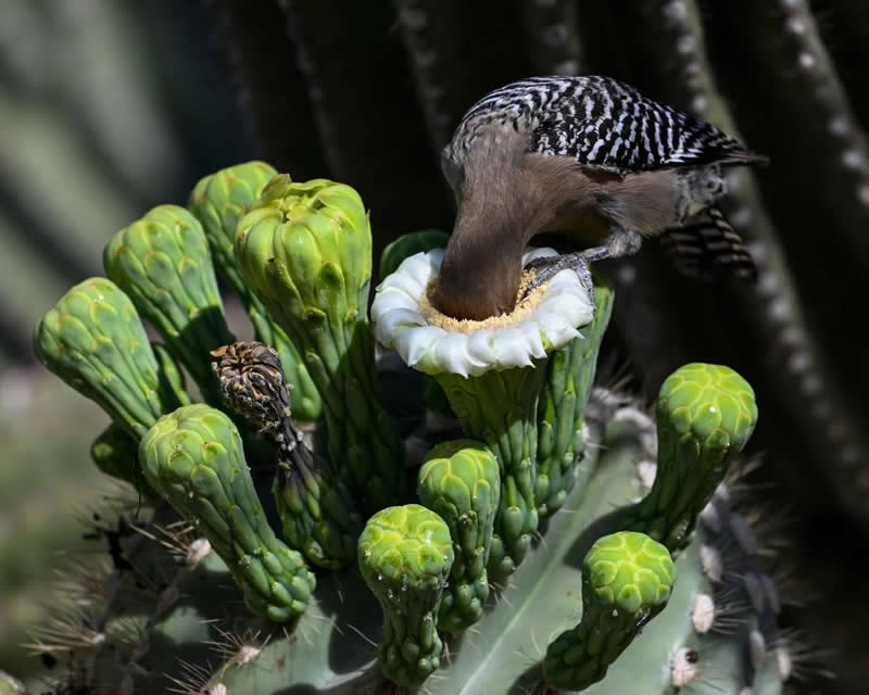 Plants for Birds: Mike Henry - Audubon Photography Awards 2026 Winners