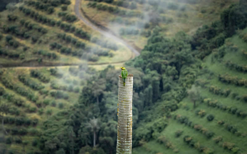Conservation: Santiago P&eacute;rez Rinc&oacute;n  - Audubon Photography Awards 2026 Winners