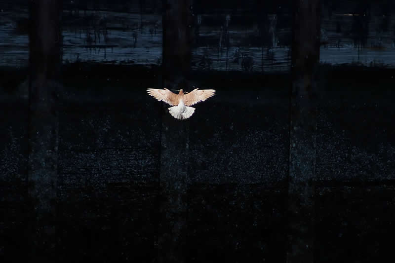 Youth: Ian Shultz - Audubon Photography Awards 2026 Winners