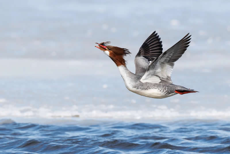 Female Bird Prize: Gail Bisson - Audubon Photography Awards 2026 Winners