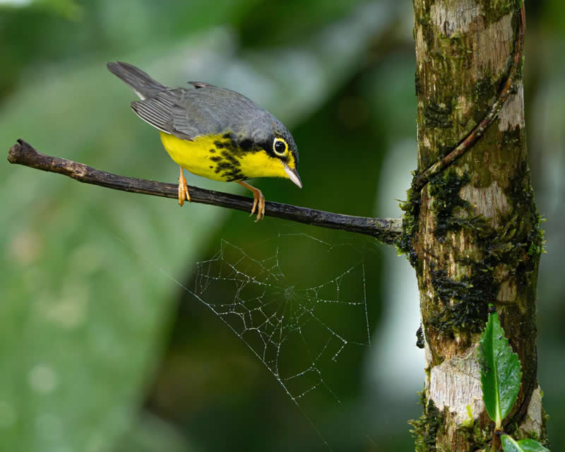 Youth: Juan David Camacho M&aacute;rquez  - Audubon Photography Awards 2026 Winners