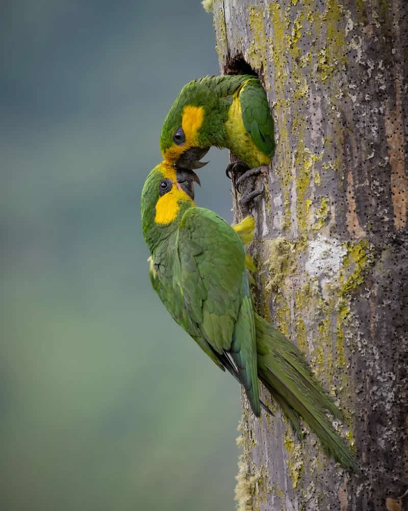 Plants for Birds, Colombia: Santiago Giraldo - Audubon Photography Awards 2026 Winners