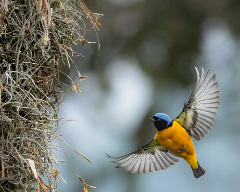 Plants for Birds, Colombia: David Paredes Bravo - Audubon Photography Awards 2026 Winners