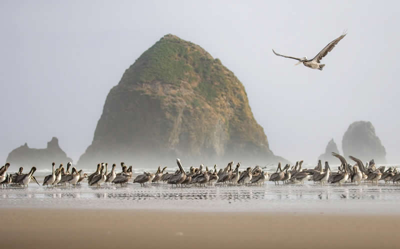 Birds Without Borders: Erich Podbielski - Audubon Photography Awards 2026 Winners