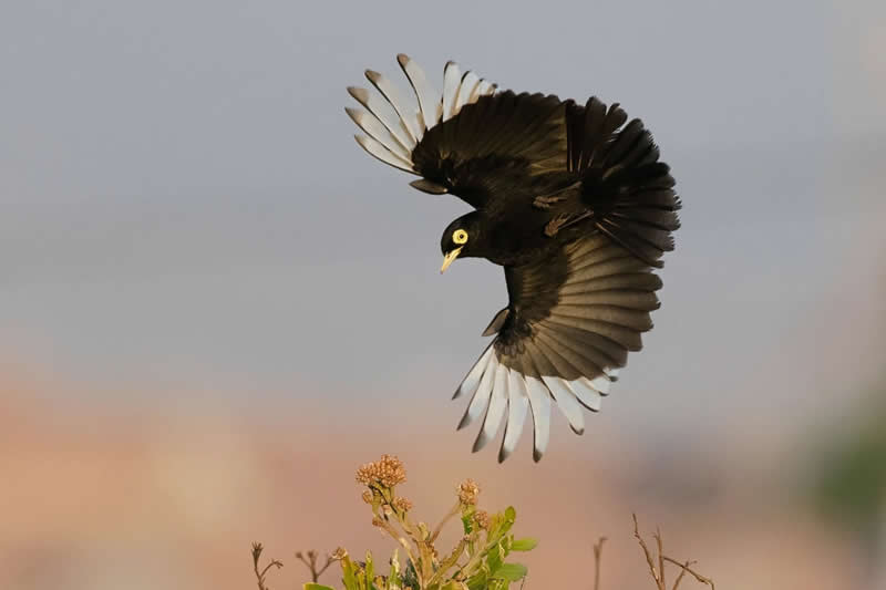 Birds Without Borders: Rub&eacute;n Barraza  - Audubon Photography Awards 2026 Winners