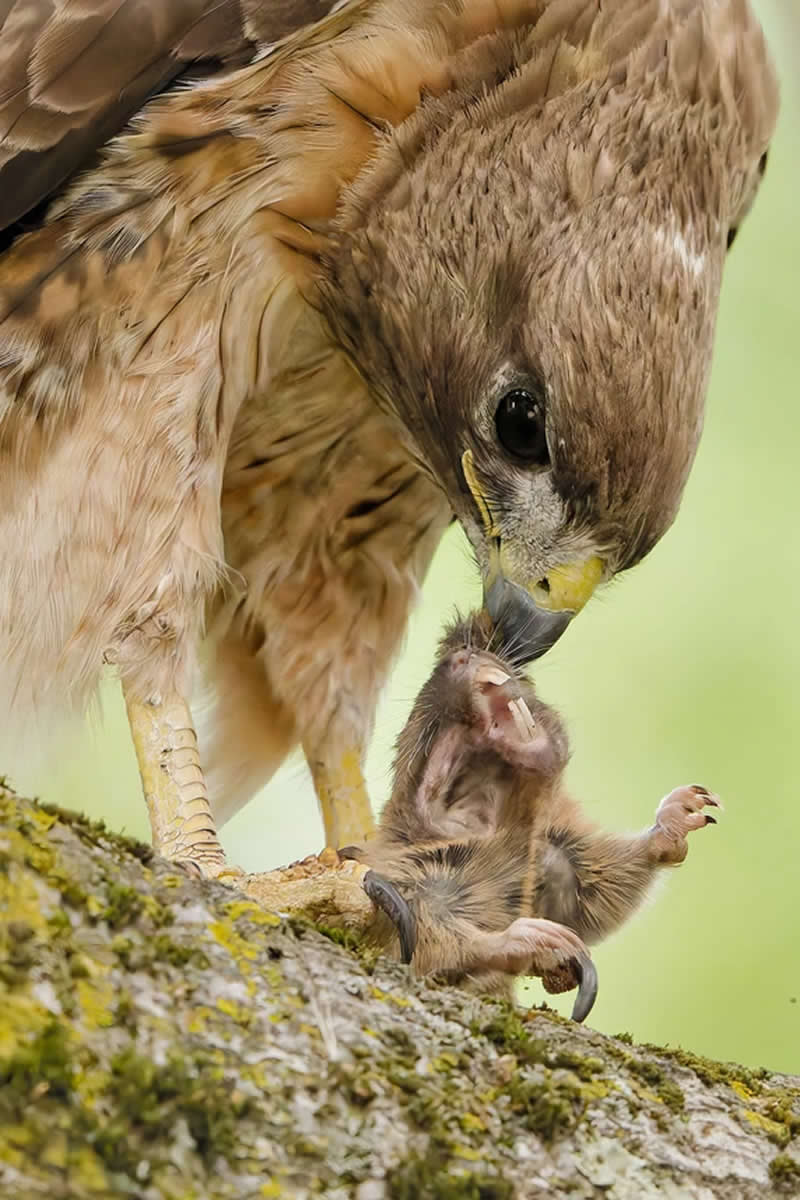 Youth: Parham Pourahmad - Audubon Photography Awards 2026 Winners