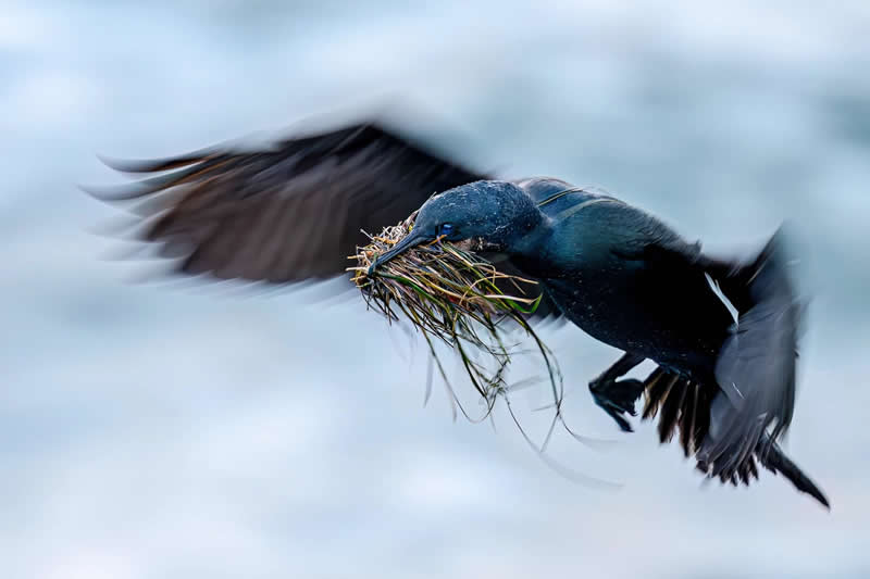 Plants for Birds: Kevin Lohman - Audubon Photography Awards 2026 Winners