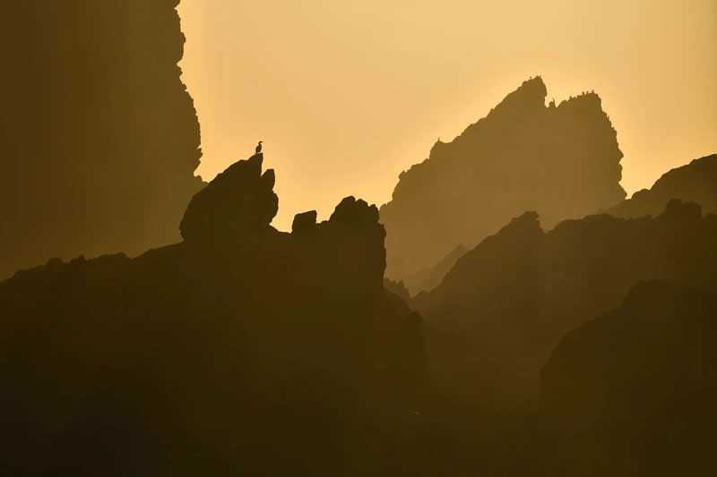 Birds In Landscape, Chile: Paulo Olivier Hanshing - Audubon Photography Awards 2026 Winners