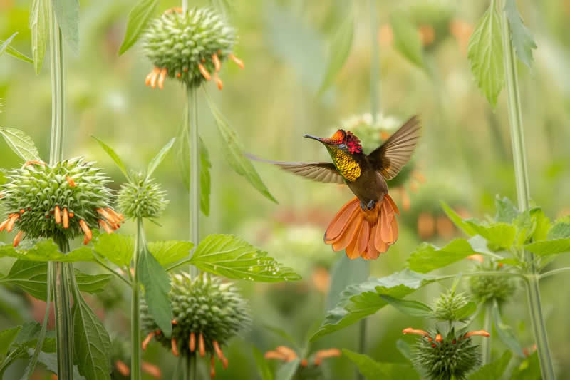 Youth: Camilo Sanabria Grajales - Audubon Photography Awards 2026 Winners