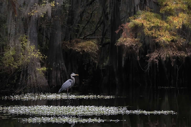 Birds In Landscapes: Jay Vanos - Audubon Photography Awards 2026 Winners