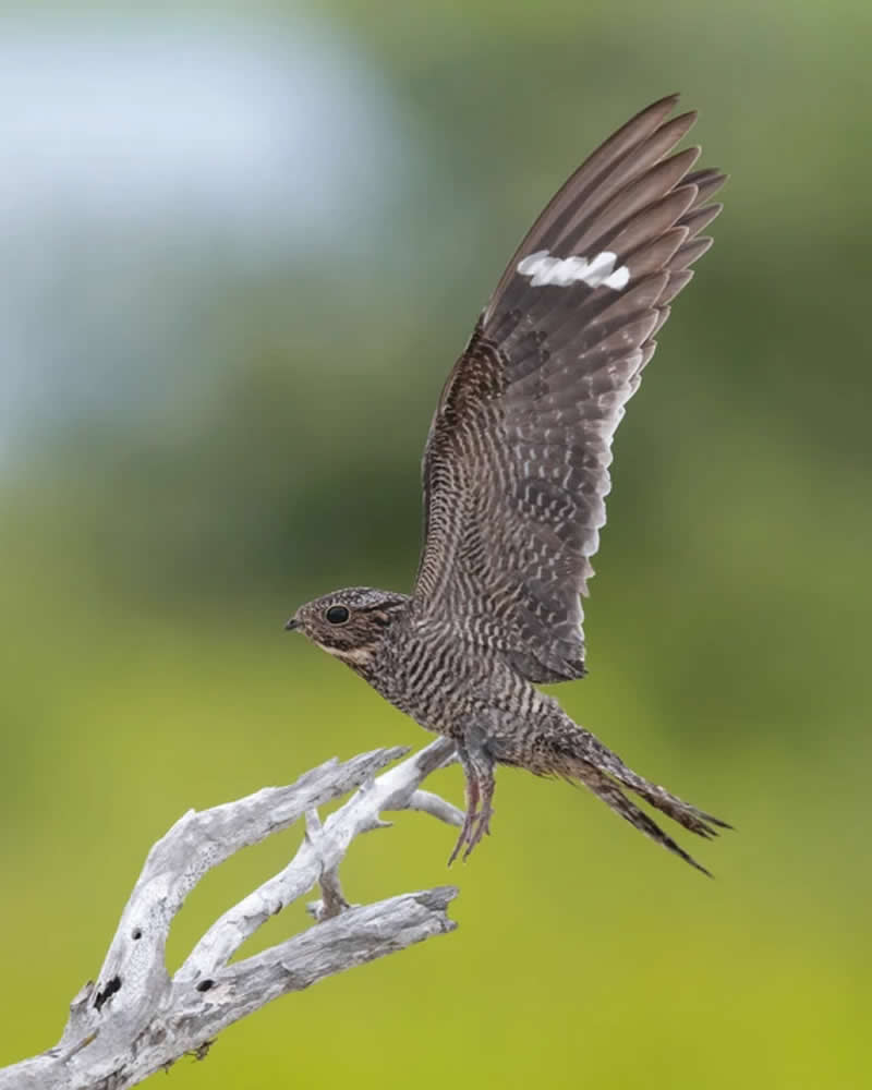 Female Bird Prize: Peter Brannon - Audubon Photography Awards 2026 Winners