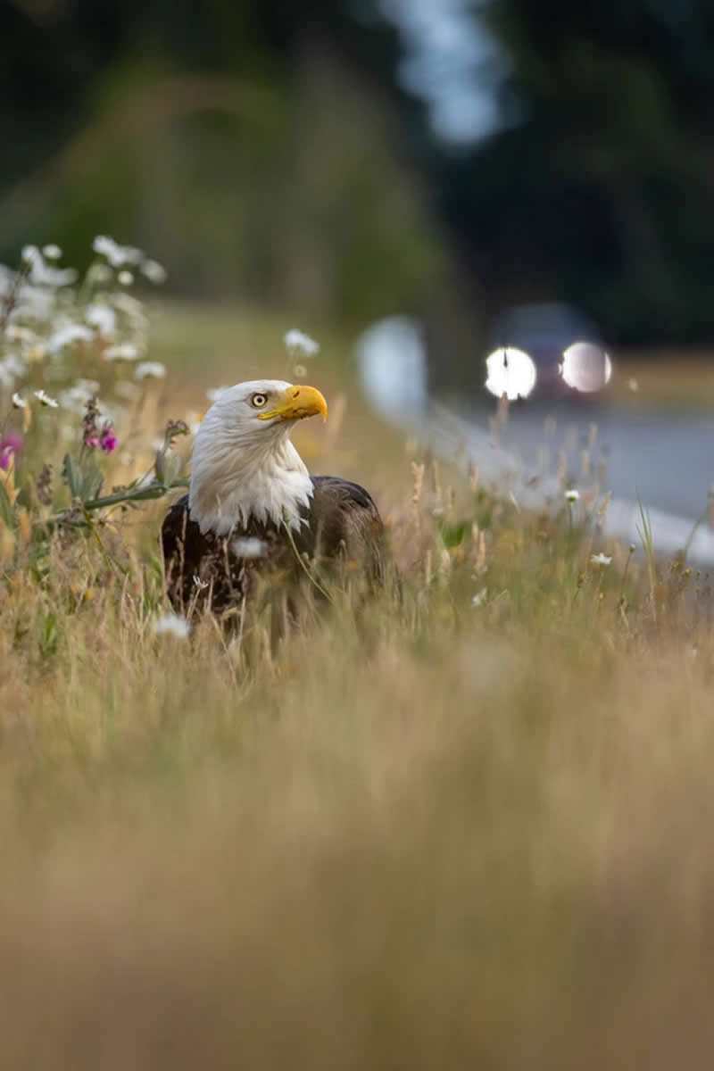 Conservation: Lourdes Venard  - Audubon Photography Awards 2026 Winners