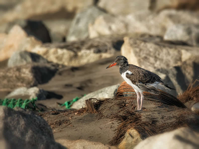 Conservation: Rodrigo Vega - Audubon Photography Awards 2026 Winners