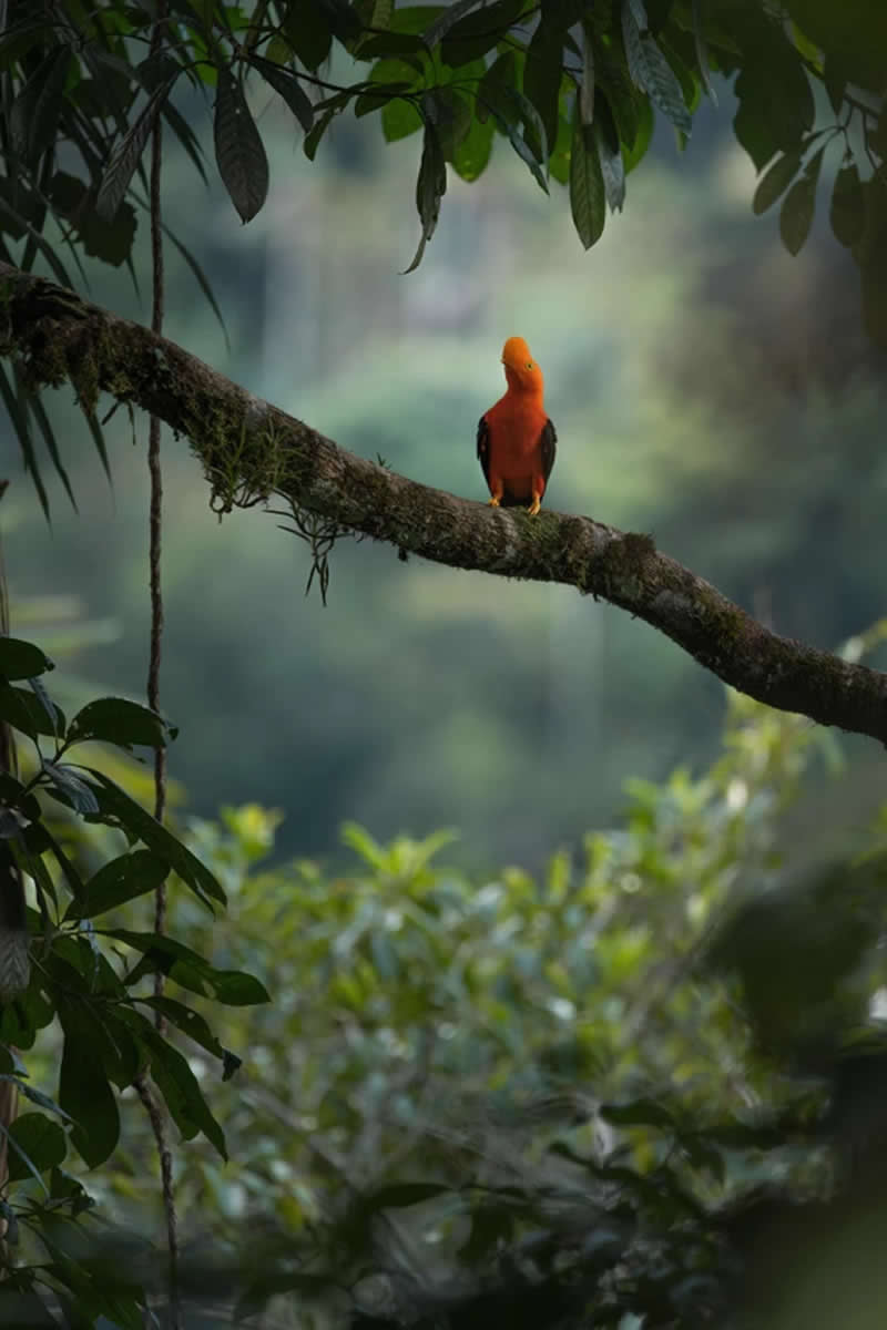 Birds in Landscapes, Colombia: Cristian Camilo Casta&ntilde;o Vargas - Audubon Photography Awards 2026 Winners
