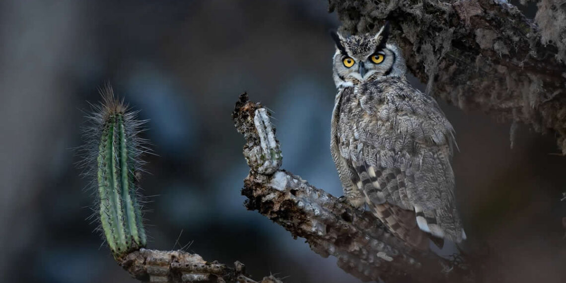 2026 Audubon Photography Awards