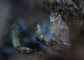 2026 Audubon Photography Awards
